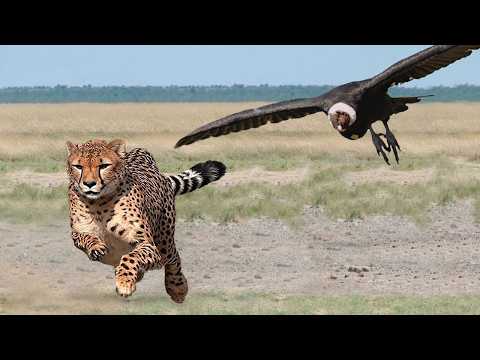 Видео: ВЫ Должны Это Увидеть! Эти Животные Связались Не с Тем Соперником!