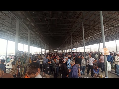 Видео: Паранда бозори н. Рӯдаки... 06.10.2024 с