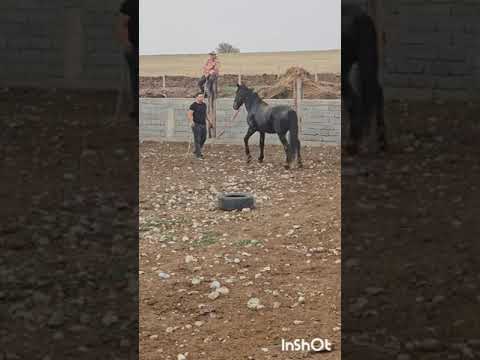 Видео: 7жасар шу асау үйрету әдісі Ағамызға респект