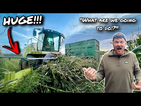 Видео: САМЫЙ НЕВЕРОЯТНЫЙ УРОЖАЙ ВСЕХ ВРЕМЕН!... МОНСТР-КУКУРУЗА!