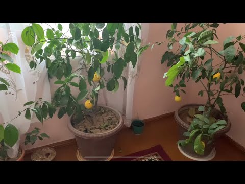 Видео: ХАР ЖОЙДАН БИР ШИНГИЛ 😊🤔😍🌺