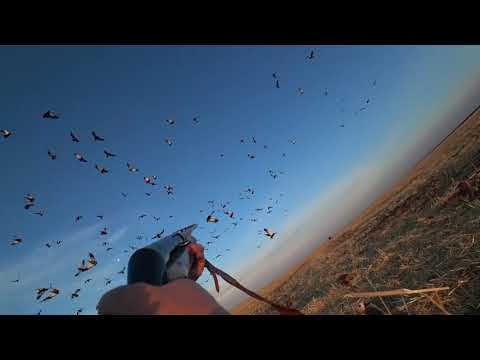 Видео: Мои лучшие выстрелы с нескольких охот на утку и огаря 2020г