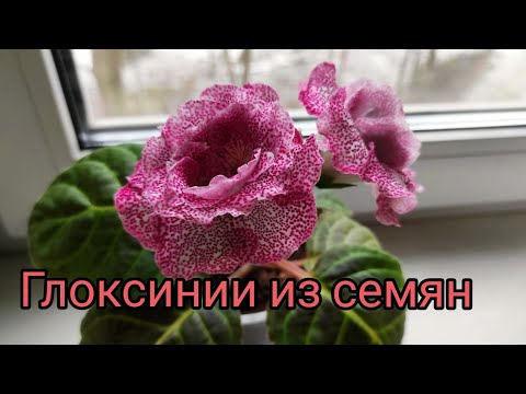Видео: 27.01.21.ГЛОКСИНИИ из семян.. первое цветение..