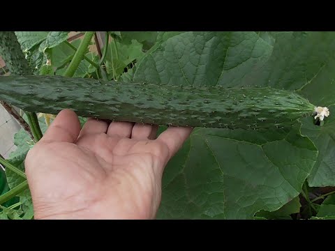 Видео: Лучшие сорта огурцов. Огурец Изумрудный поток я оценила на 5! Ольга Чернова.