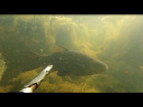 Видео: Крупный линь!