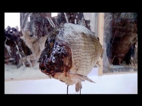 Видео: Чир, вошедший в историю. Выпуск 172. Эфир от 17.03.15