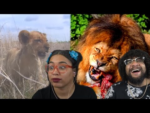 Видео: От львенка до короля: львиный хвост | Casual Geographic Reaction