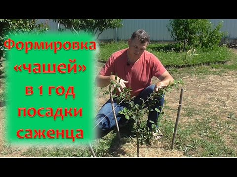 Видео: Формировка чаши в 1 год посадки саженца