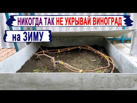 Видео: 🍇 Никогда НЕ УКРЫВАЙ ТАК ВИНОГРАД на зиму. Зачем допускать такую ОШИБКУ и отсекать тепло от лозы?