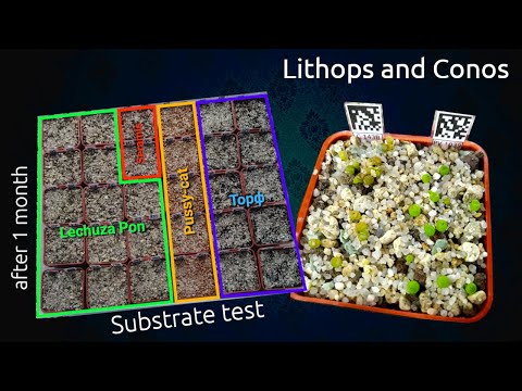 Видео: Тест субстратов для литопсов: 1 месяц