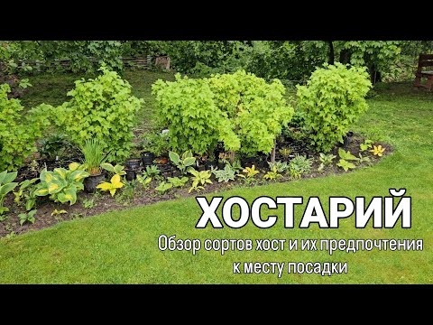 Видео: Хостарий. Обзор сортов хост и их предпочтения к месту посадки. 25 мая 2025