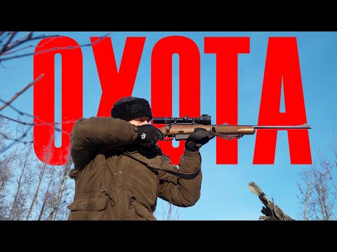 Видео: Наша Шведская Лайка загоняет кабана. Охота в Швеции.