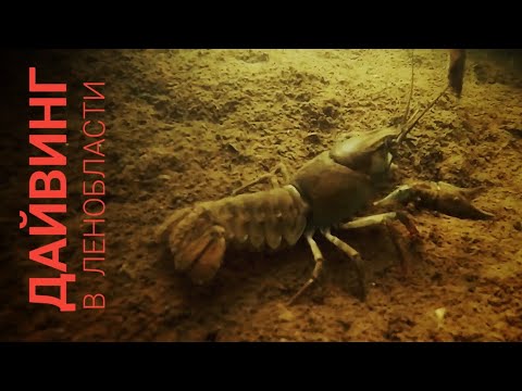 Видео: Дайвинг в Ленинградской области. Карьер Малукса.
