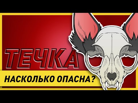 Видео: Первая течка у собаки | Что важно знать и как обезопасить себя и собаку от неприятностей?
