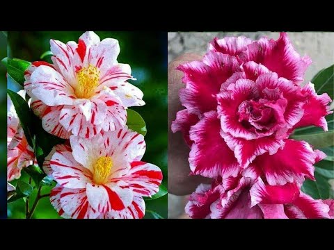 Видео: Как сделать розы из полиэтиленовых пакетов - идеи цветочных поделок