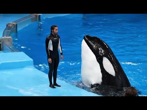 Видео: 📌 Название:«Джессика Рэдклифф: Реальное видео нападения касаток»