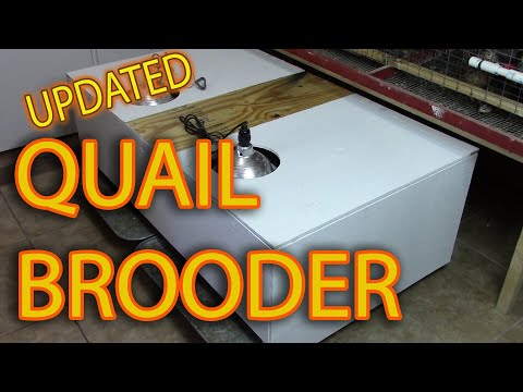 Видео: САМООЧИЩАЮЩИЙСЯ БРУДЕР ДЛЯ ПЕРЕПЕЛ - Облегчает уход за цыплятами перепелов породы Котурникс