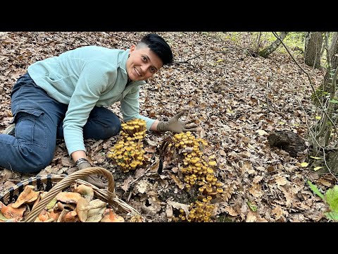 Видео: ШИКАРНЕЙШИЙ СБОР ОПЯТ В БАХЧИСАРАЙСКОМ РАЙОНЕ. Опята, рыжики, оленьи рожки