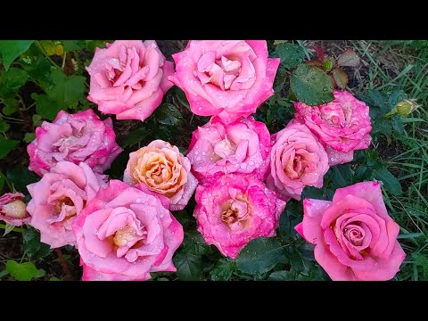 Видео: Наслаждение розами♥️🌹♥️. 5 лет каналу!🎊🎊🎊