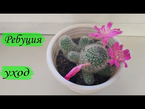 Видео: Ребуция. Уход