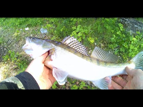 Видео: Судак на Оби жадно хватает живца. Задача выполнена, судак пойман!
