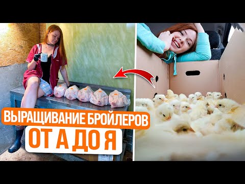 Видео: ВЫРАЩИВАНИЕ БРОЙЛЕРОВ НА МЯСО | Бизнес и жизнь в деревне