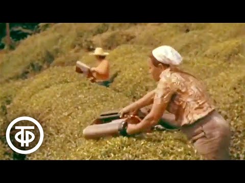 Видео: Русский чай (1978)