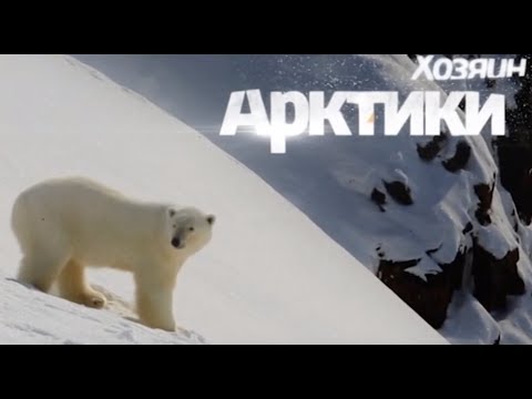 Видео: Хозяин Арктики - белый медведь