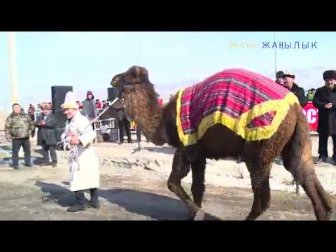 Видео: МАНАС НИЯЗОВДУН АТАСЫ ТӨӨНҮ КИМГЕ БЕЛЕКЕ БЕРДИ