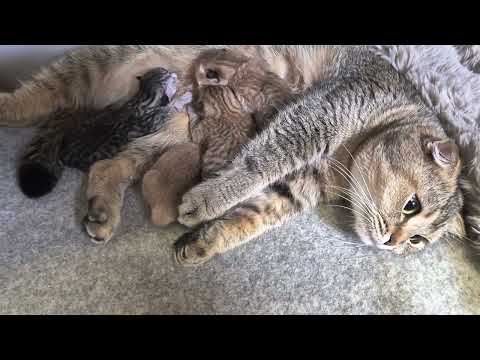 Видео: У нас на канале в гостях Батя и Шанелька с котятами 😊 @Chanelkafamily 