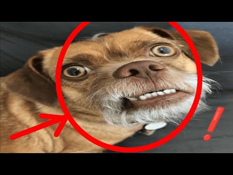 Видео: смешные животные  | funny animals 😂