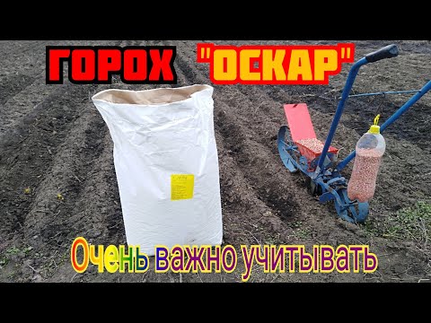 Видео: Посев гороха "Оскар" 2021.  Выращивание под агроволокном и открытый грунт