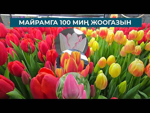 Видео: МАЙРАМГА 100 МИҢ ЖООГАЗЫН