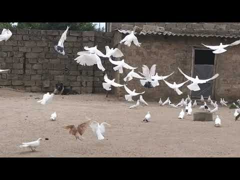 Видео: Бакинские голуби Исмаила в Баку