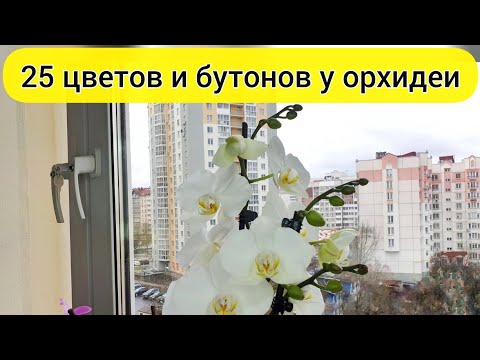 Видео: ПОЛИВ орхидеи УХОД за орхидеей и будут ЦВЕТЫ орхидеи и БУТОНЫ орхидеи // Пышное ЦВЕТЕНИЕ орхидеи