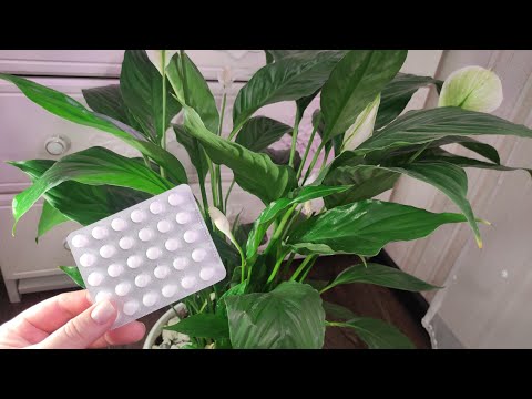 Видео: 1 ТАБЛЕТКА под СПАТИФИЛЛУМ и даже дохлый цветок оживет, позеленеет и пышно зацветет