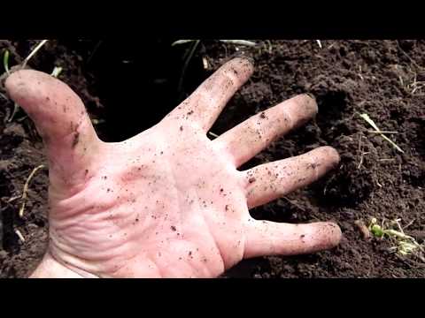 Видео: Культивация ржи. Упрямая коза. Посев гречихи на сидерат.