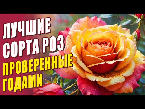 Видео: ЛУЧШИЕ СОРТА РОЗ ПРОВЕРЕННЫЕ ГОДАМИ. РОЗЫ В САДУ.