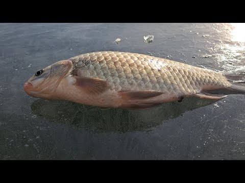 Видео: Алғаш мұзда қысқы балық аулау