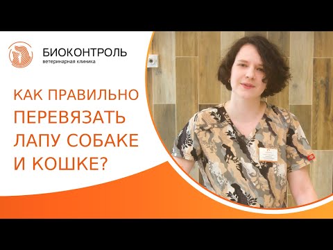 Видео: 🐈 Как правильно перевязать лапу собаке и кошке? Как перевязать лапу собаке и кошке. Биоконтроль. 18+