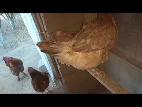 Видео: Тауықтарға шолу 🐓🐔