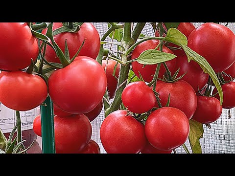 Видео: ЭТИ ТОМАТЫ Я ТОЧНО ПОСАЖУ В 2026 ГОДУ!