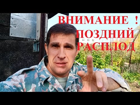 Видео: Бакфаст гонит поздний расплод