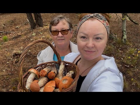 Видео: Открыли грибной сезон на Кейп-Коде | Корзинка свежих подосиновиков