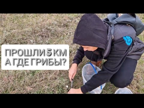 Видео: ЖИЗНЬ В СЕЛЕ. ВЫШЛИ ЗА ГРИБАМИ. СКОЛЬКО СОБРАЛИ? ИДЕМ ДОМОЙ С ШАКАЛАМИ!