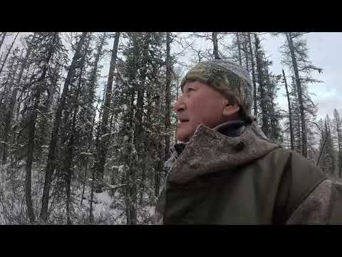 Видео: Сезон охоты на соболя. Часть 2.  2025 год. Якутия.