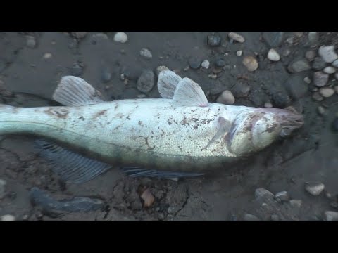 Видео: СУДАКИ КЛЮЮТ НА ФИДЕР ОДИН ЗА ДРУГИМ!рыбалка с ночевкой