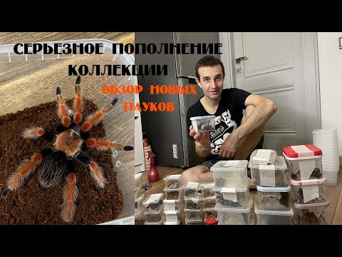 Видео: Самая крупная покупка - почти 50 пауков. Распаковка и пересадка :)