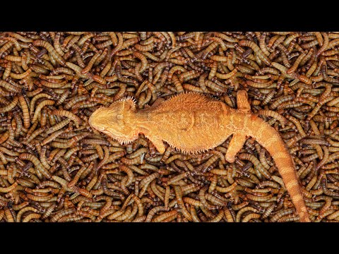 Видео: ВАННА С 10 000 МУЧНЫХ ЧЕРВЕЙ ДЛЯ БОРОДАТОЙ АГАМЫ! 💣1,5 КГ ЖИВЫХ ЧЕРВЕЙ!