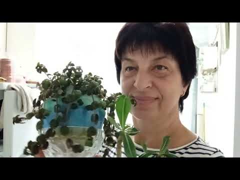 Видео: Вино бывает коварным/Соседка Люська/Косметический ремонт придется делать 
